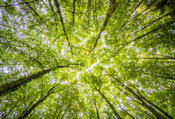 a photo of trees