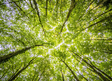 a photo of trees